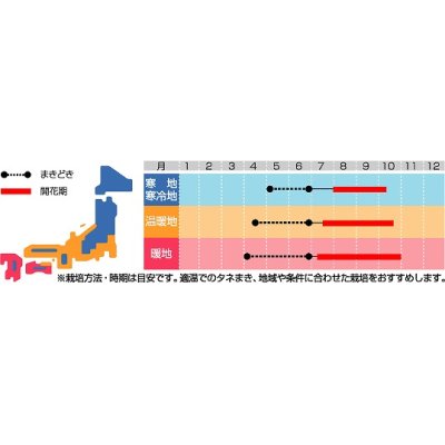 画像2: 花の種　るこう朝顔　約22粒　サカタのタネ（株）実咲200