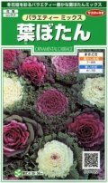 送料無料　花の種　葉ぼたん　バラエティーミックス　約40粒　　(株)サカタのタネ　実咲250（026304）