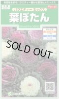 送料無料　花の種　葉ぼたん　バラエティーミックス　約40粒　　(株)サカタのタネ　実咲250（026304）