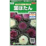 送料無料　花の種　葉ぼたん　バラエティーミックス　約40粒　　(株)サカタのタネ　実咲250（026304）