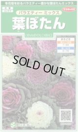 送料無料　花の種　葉ぼたん　バラエティーミックス　約40粒　　(株)サカタのタネ　実咲250（026304）