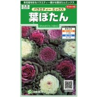 送料無料　花の種　葉ぼたん　バラエティーミックス　約40粒　　(株)サカタのタネ　実咲250（026304）