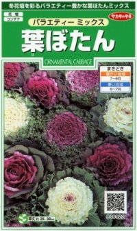 送料無料　花の種　葉ぼたん　バラエティーミックス　約40粒　　(株)サカタのタネ　実咲250（026304）