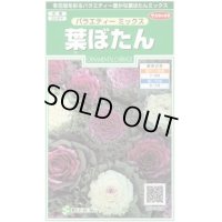 花の種 　葉ぼたん　バラエティーミックス　約40粒　サカタのタネ（株）実咲250