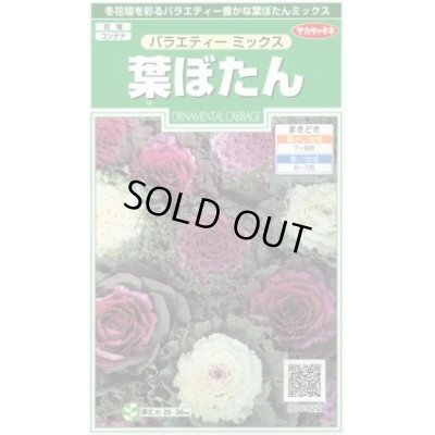 画像1: 花の種 　葉ぼたん　バラエティーミックス　約40粒　サカタのタネ（株）実咲250