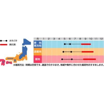 画像2: 花の種　朝顔　西洋系混合　約14粒 　サカタのタネ（株）実咲250