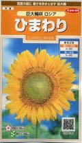 送料無料　花の種　ひまわり　巨大輪咲　ロシア　約20粒　(株)サカタのタネ　実咲200（026349）