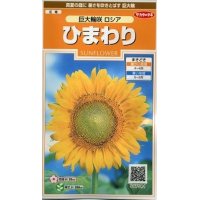 花の種　ひまわり　巨大輪咲　ロシア　約20粒　サカタのタネ（株）実咲200