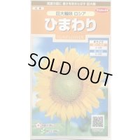 送料無料　花の種　ひまわり　巨大輪咲　ロシア　約20粒　(株)サカタのタネ　実咲200（026349）