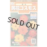 送料無料　花の種　黄花コスモス　約58粒　(株)サカタのタネ　実咲200（026330）