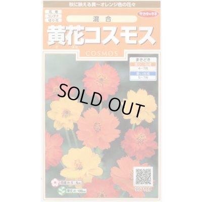 画像1: 送料無料　花の種　黄花コスモス　約58粒　(株)サカタのタネ　実咲200（026330）