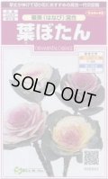 送料無料　花の種　葉ぼたん　華美(はなび)混合　約27粒　　(株)サカタのタネ　実咲350（026169）