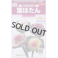 花の種 　葉ぼたん　華美（はなび）混合　約27粒　　サカタのタネ（株）実咲350