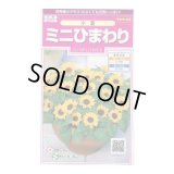 送料無料　花の種　ミニひまわり　小夏　約20粒　(株)サカタのタネ　実咲350（026151）