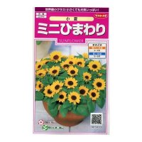 花の種　ミニひまわり　小夏　約20粒　サカタのタネ（株）実咲350