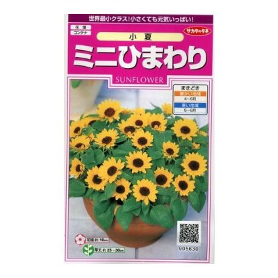 画像1: 花の種　ミニひまわり　小夏　約20粒　サカタのタネ（株）実咲350