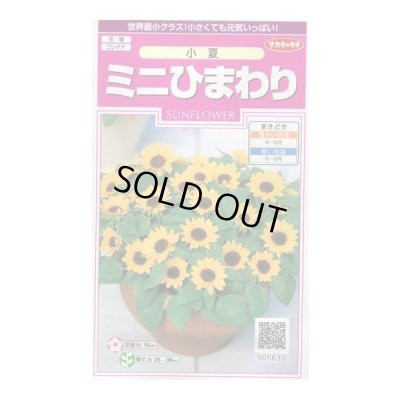 画像1: 送料無料　花の種　ミニひまわり　小夏　約20粒　(株)サカタのタネ　実咲350（026151）