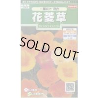 送料無料　花の種　花菱草　一重咲き混合　約134粒　　(株)サカタのタネ　実咲250（026266）