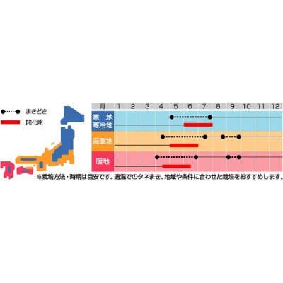 画像2: 花の種　ルピナス　ラッセルミナレットミックス　約20粒　サカタのタネ（株）実咲250