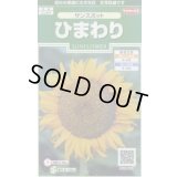 送料無料　花の種　ひまわり　サンスポット　約13粒　(株)サカタのタネ　実咲250（026275）