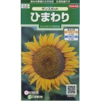 花の種　ひまわり　サンスポット　約13粒　サカタのタネ（株）実咲250