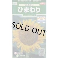 送料無料　花の種　ひまわり　サンスポット　約13粒　(株)サカタのタネ　実咲250（026275）