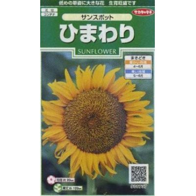 画像1: 花の種　ひまわり　サンスポット　約13粒　サカタのタネ（株）実咲250