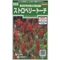 送料無料　花の種　クリムゾンクローバー　ストロベリートーチ　約190粒　(株)サカタのタネ　実咲250（026253）