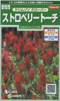 送料無料　花の種　クリムゾンクローバー　ストロベリートーチ　約190粒　(株)サカタのタネ　実咲250（026253）