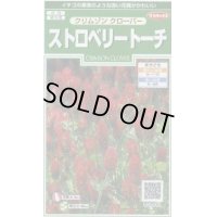 花の種 　クリムゾンクローバー　ストロベリートーチ　約188粒　サカタのタネ（株）実咲250