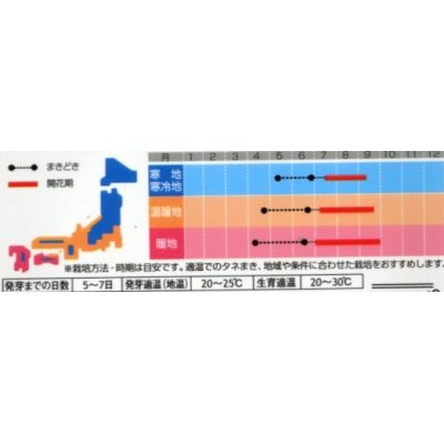 画像2: 花の種　ひまわり　ビンセント　ミックス　40粒　サカタのタネ（株）実咲500