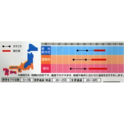 画像2: 花の種　ひまわり　巨大輪咲　ロシア　約20粒　サカタのタネ（株）実咲200