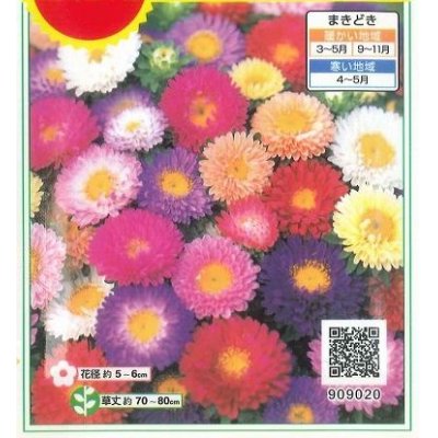 画像4: 花の種　アスター　松本　特選混合　20ml　サカタのタネ（株）