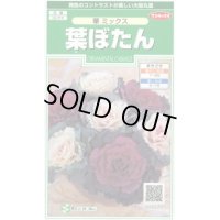 花の種 　葉ぼたん　華ミックス　約40粒　サカタのタネ（株）実咲250