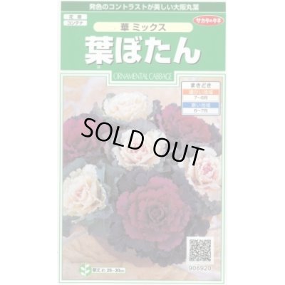 画像1: 花の種 　葉ぼたん　華ミックス　約40粒　サカタのタネ（株）実咲250