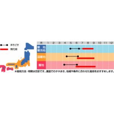 画像2: 花の種　ミニひまわり　小夏　約20粒　サカタのタネ（株）実咲350