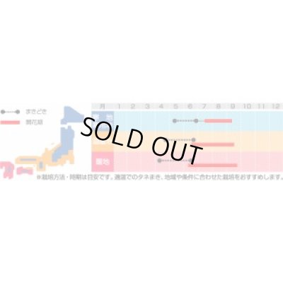 画像2: 送料無料　花の種　ミニひまわり　小夏　約20粒　(株)サカタのタネ　実咲350（026151）
