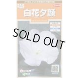 送料無料　花の種　白花夕顔　約9粒　(株)サカタのタネ　実咲200（026367）