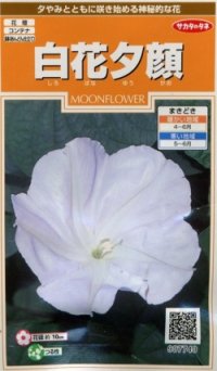 花の種　白花夕顔　約9粒　サカタのタネ（株）実咲200