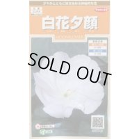 送料無料　花の種　白花夕顔　約9粒　(株)サカタのタネ　実咲200（026367）