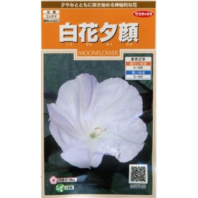 画像1: 花の種　白花夕顔　約9粒　サカタのタネ（株）実咲200