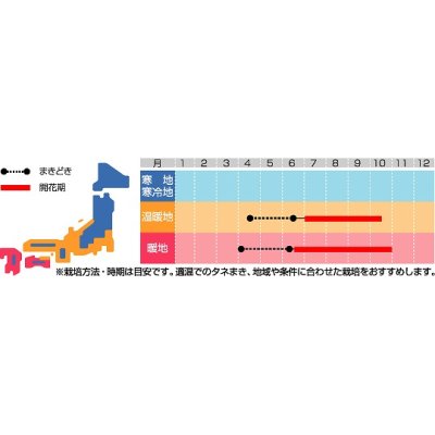 画像2: 花の種　松葉牡丹　八重咲き混合　約215粒　サカタのタネ（株）実咲200