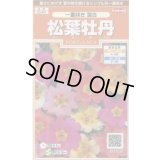 送料無料　花の種　松葉牡丹　一重咲き混合　約215粒　(株)サカタのタネ　実咲200（026357）