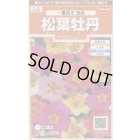 送料無料　花の種　松葉牡丹　一重咲き混合　約215粒　(株)サカタのタネ　実咲200（026357）