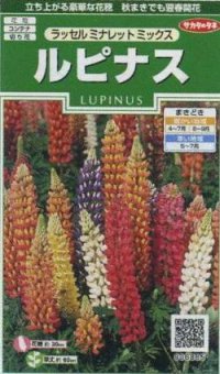 花の種　ルピナス　ラッセルミナレットミックス　約20粒　サカタのタネ（株）実咲250