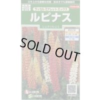 送料無料　花の種　ルピナス　ラッセルミナレットミックス　約20粒　　(株)サカタのタネ　実咲250（026299）
