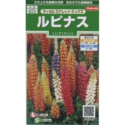 画像1: 花の種　ルピナス　ラッセルミナレットミックス　約20粒　サカタのタネ（株）実咲250