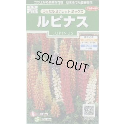 画像1: 送料無料　花の種　ルピナス　ラッセルミナレットミックス　約20粒　　(株)サカタのタネ　実咲250（026299）