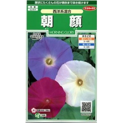 画像1: 花の種　朝顔　西洋系混合　約14粒 　サカタのタネ（株）実咲250