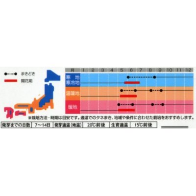 画像3: 花の種　カンパニュラ　メイミックス　約62粒　　サカタのタネ（株）実咲350